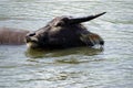 water buffalo in a puddle Royalty Free Stock Photo