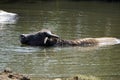 water buffalo in a puddle Royalty Free Stock Photo