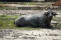 Water buffalo in a puddle Royalty Free Stock Photo