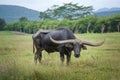 Water buffalo relaxing. Royalty Free Stock Photo
