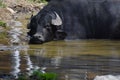 Water buffalo resting in its pond
