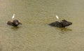 Water buffalo resting in lake Royalty Free Stock Photo