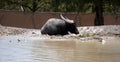 water buffalo resting near the water Royalty Free Stock Photo