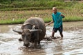 Water buffalo rice farming