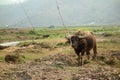 Water buffalo in a rice field