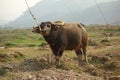 Water buffalo in a rice field