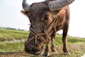 Water buffalo on a rice field in Vietnam