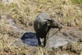 Water Buffalo in rice fields Royalty Free Stock Photo