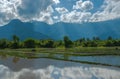 Water Buffalo in Rice Paddy Field on Cloudy Blue Sky Royalty Free Stock Photo