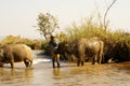 Water buffalo in a river