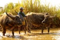 Water buffalo in a river