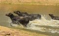 Water buffalo running in lake