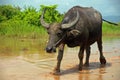 Water Buffalo rural Cambodia Royalty Free Stock Photo