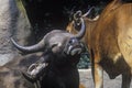 Water Buffalo, San Diego Zoo, CA, Javan Benteng, Bos javanicus Royalty Free Stock Photo