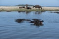 Water Buffalo, Simeulue Island North Sumatra Indonesia Royalty Free Stock Photo