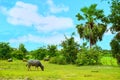 Water buffalo standing and eating grass and a view of rice fields for countryside feeling. Royalty Free Stock Photo