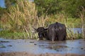 A water buffalo standing in the field on blue sky background Royalty Free Stock Photo