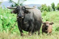 Water buffalo