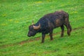Water buffalo standing on green grass Royalty Free Stock Photo