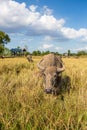 Water buffalo standing on rice field Royalty Free Stock Photo