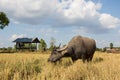 Water buffalo standing on rice field Royalty Free Stock Photo