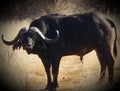 Water Buffalo Staredown Royalty Free Stock Photo