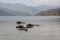 Water Buffalo swim in a lake in Pokhara, Nepal