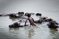 Water buffalo swimming in Ganga/India with young boy.