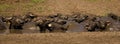 Water buffalo take a mud bath