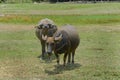 Water buffalo, Thai buffalo herd is looking at visitors