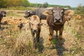 Water buffalo, Thai buffalo