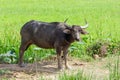 Water Buffalo