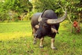 Water buffalo in Thailand Koh Samui island. Asia. Royalty Free Stock Photo