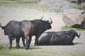 Water buffalo Royalty Free Stock Photo