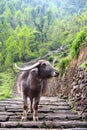 Water Buffalo on trail Royalty Free Stock Photo