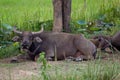 Water Buffalo