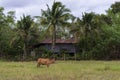 Water buffalo walking in paady rice field and pond, Signature of Ta-la-Noi sea travel attraction place in Phathalung province, Royalty Free Stock Photo