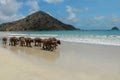 Water buffalo walking on white sandy beach at Lombok Island. Herd of buffaloes strolling by the pleasant evening beach Royalty Free Stock Photo
