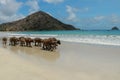 Water buffalo walking on white sandy beach at Lombok Island. Herd of buffaloes strolling by the pleasant evening beach Royalty Free Stock Photo