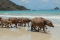 Water buffalo walking on white sandy beach at Lombok Island. Herd of buffaloes strolling by the pleasant evening beach Royalty Free Stock Photo