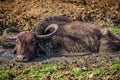 Water Buffalo wallowing in mud pool Royalty Free Stock Photo