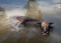 WATER BUFFALO WALLOWING IN WATER Royalty Free Stock Photo