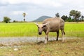 Water buffalo in a wet paddy rice fields in vivid colour. Royalty Free Stock Photo
