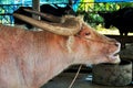 Water buffalo and White Buffaloes in cages of Thailand Buffalo Conservation Village or Baan Kwai Thai for thai people and foreign