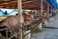 Water buffalo and White Buffaloes in cages of Thailand Buffalo Conservation Village or Baan Kwai Thai for thai people and foreign