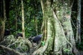 Water buffalo wildlife in tropical forest