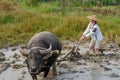 Water buffalo and woman in rice field in Laos Royalty Free Stock Photo