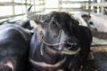 water buffalo in wooden stables