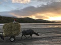 Water Buffalo Working in Lahar Royalty Free Stock Photo