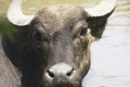 A water buffalo in a zoo